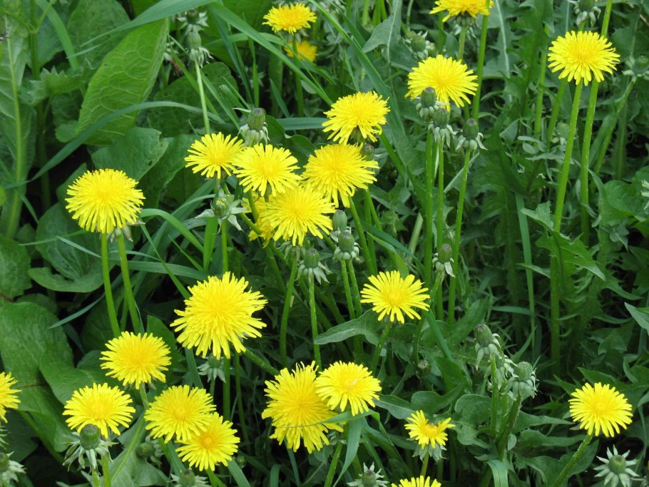 Одуванчик taraxacum officinale