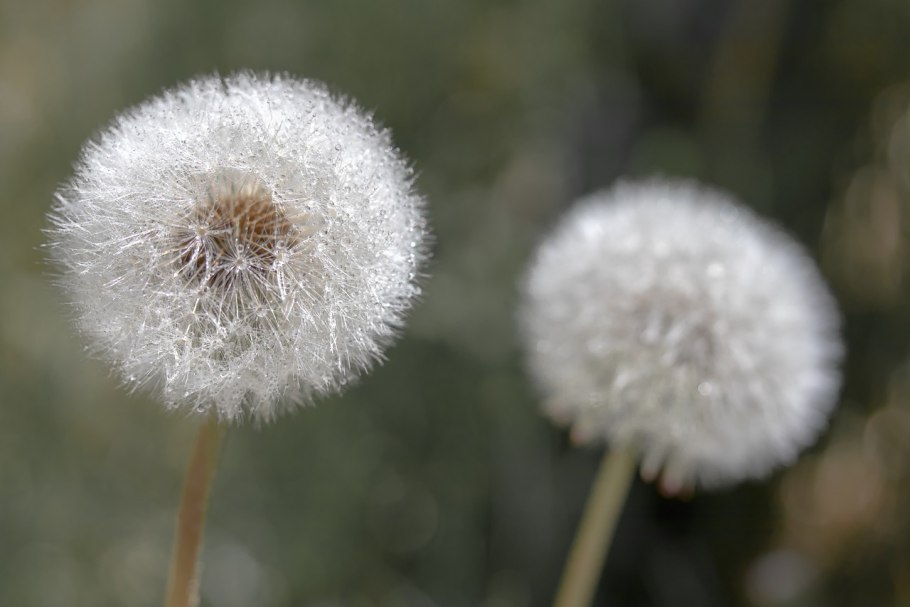 Тянь-Шанский одуванчик