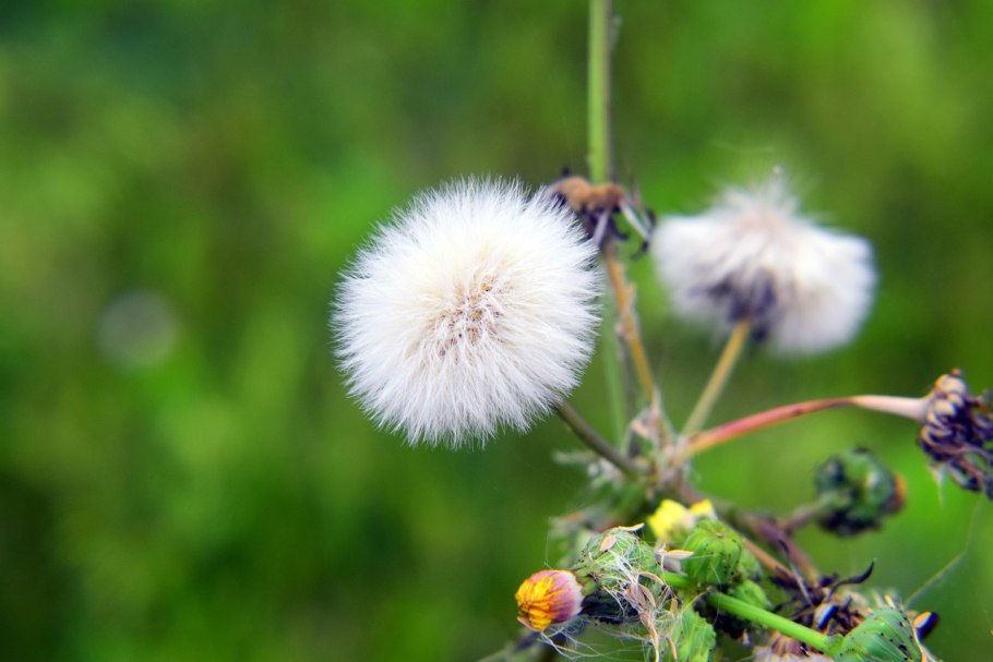 Одуванчик в Таджикистане