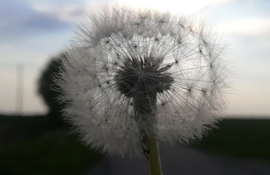 Косовский одуванчик