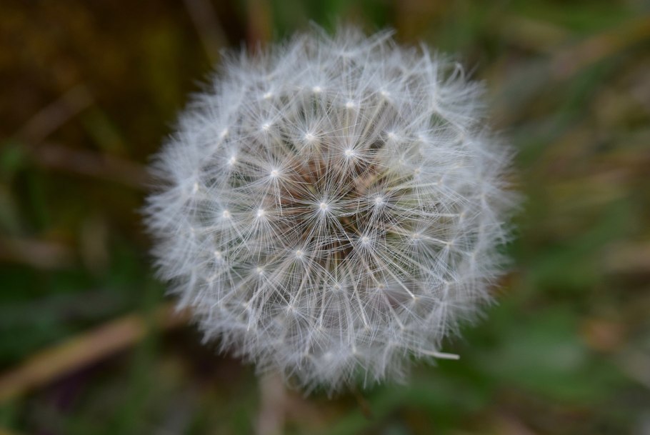 Одуванчик белый сарафанчик
