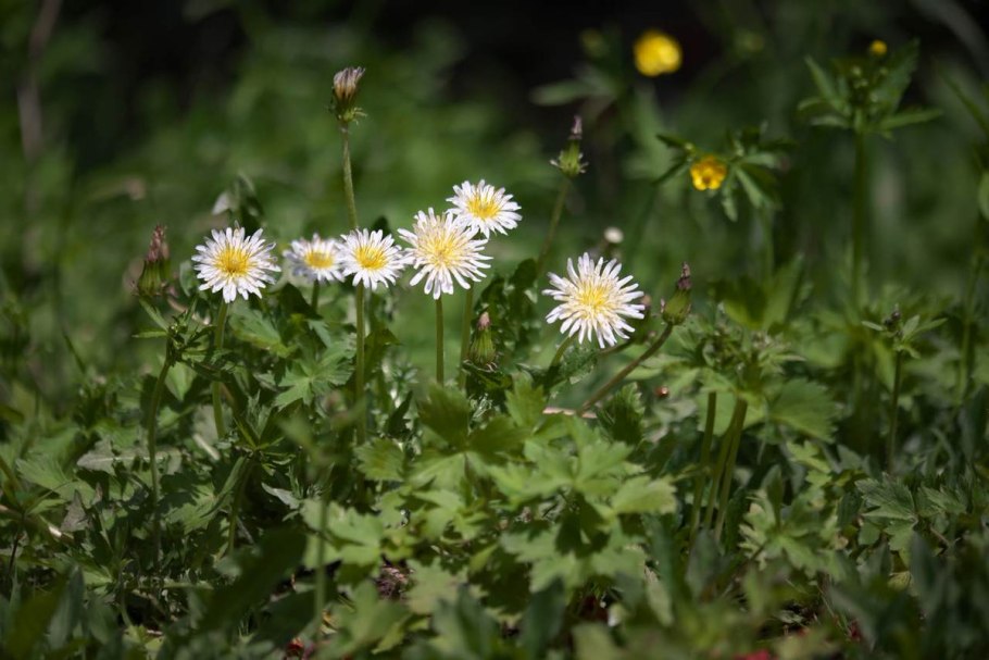 Одуванчик белоязычковый Taraxacum leucoglossum
