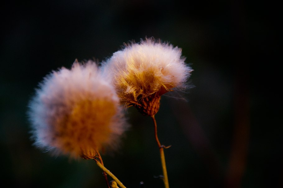 Одуванчик турьемысский