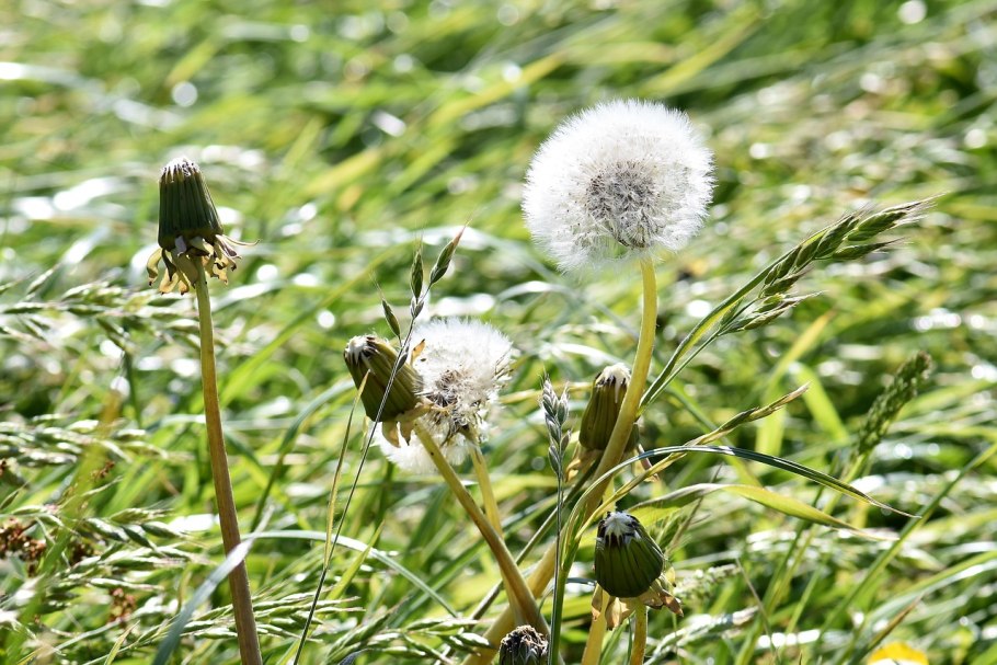 Как сделать одуванчики белые на голову