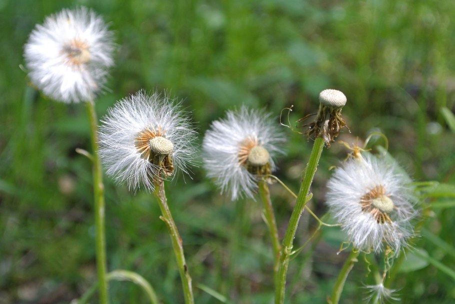 Taraxacum rubrifolium