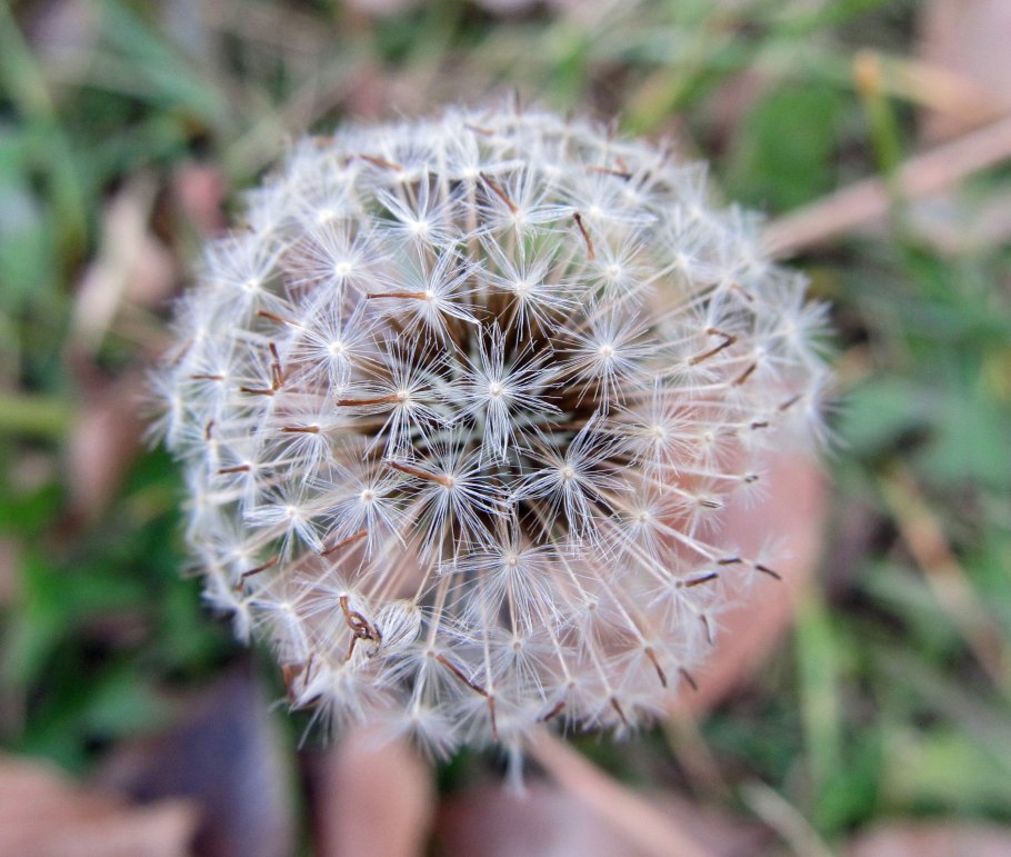 Одуванчик белоязычковый фото