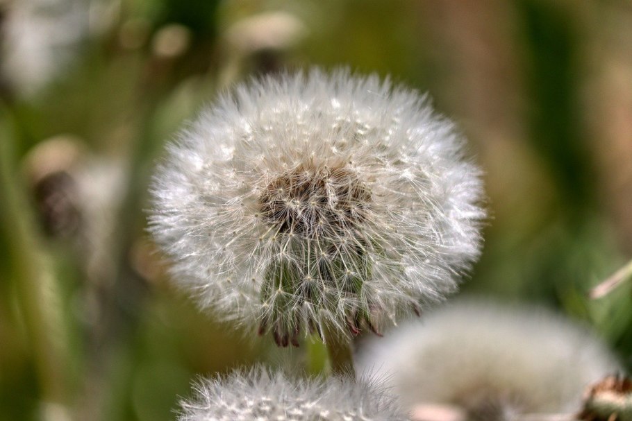 Taraxacum albidum