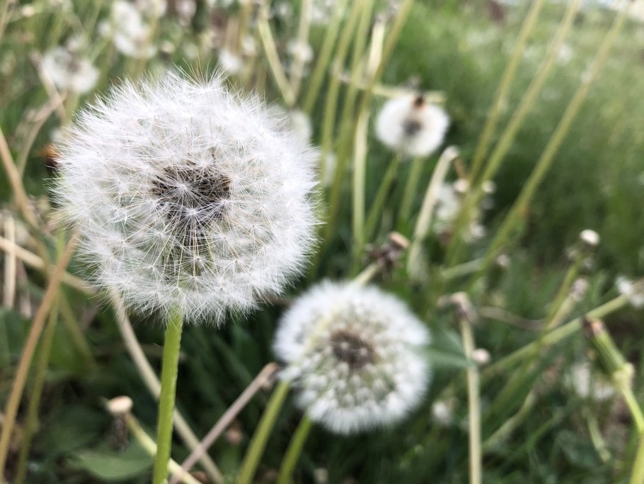 Одуванчик беловатый фото