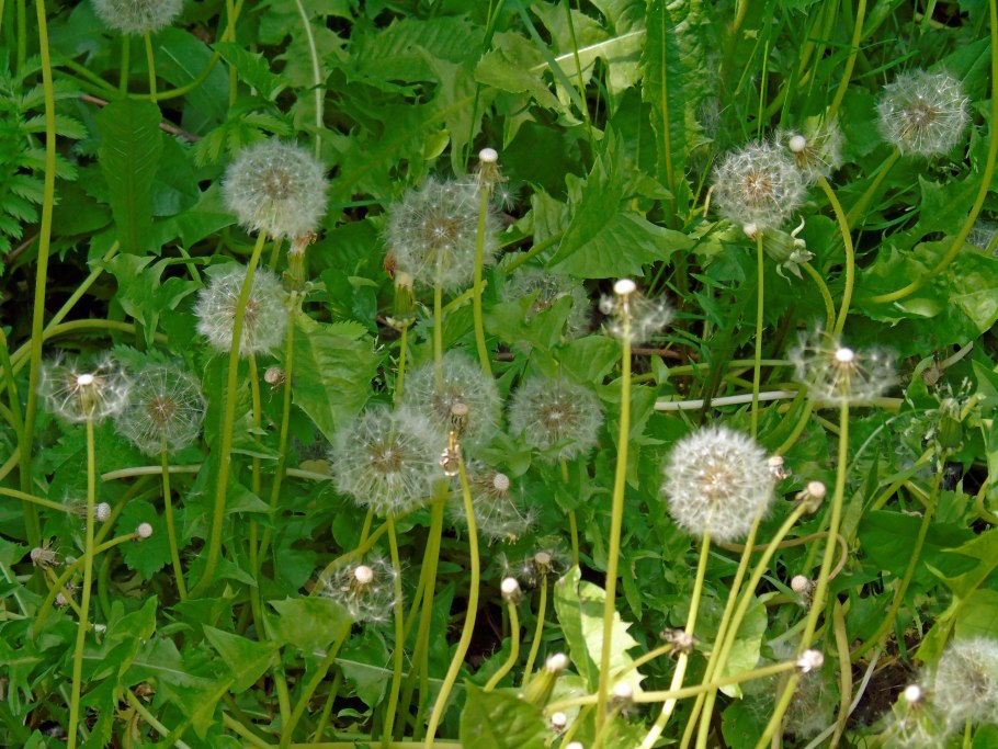 Одуванчик поздний