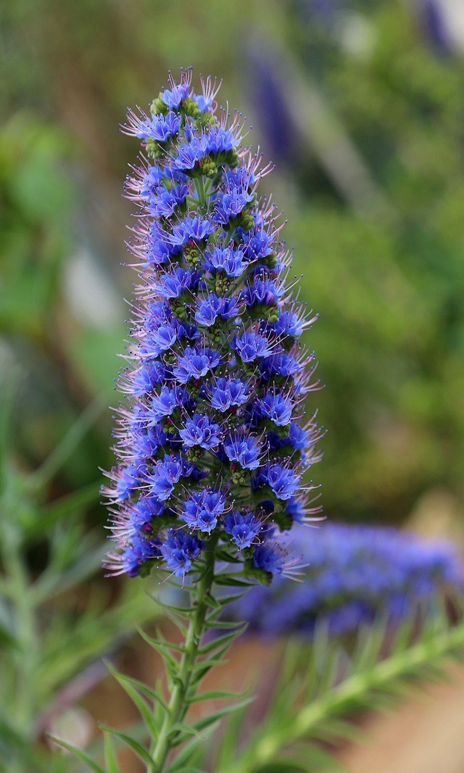 Эхиум кандиканс