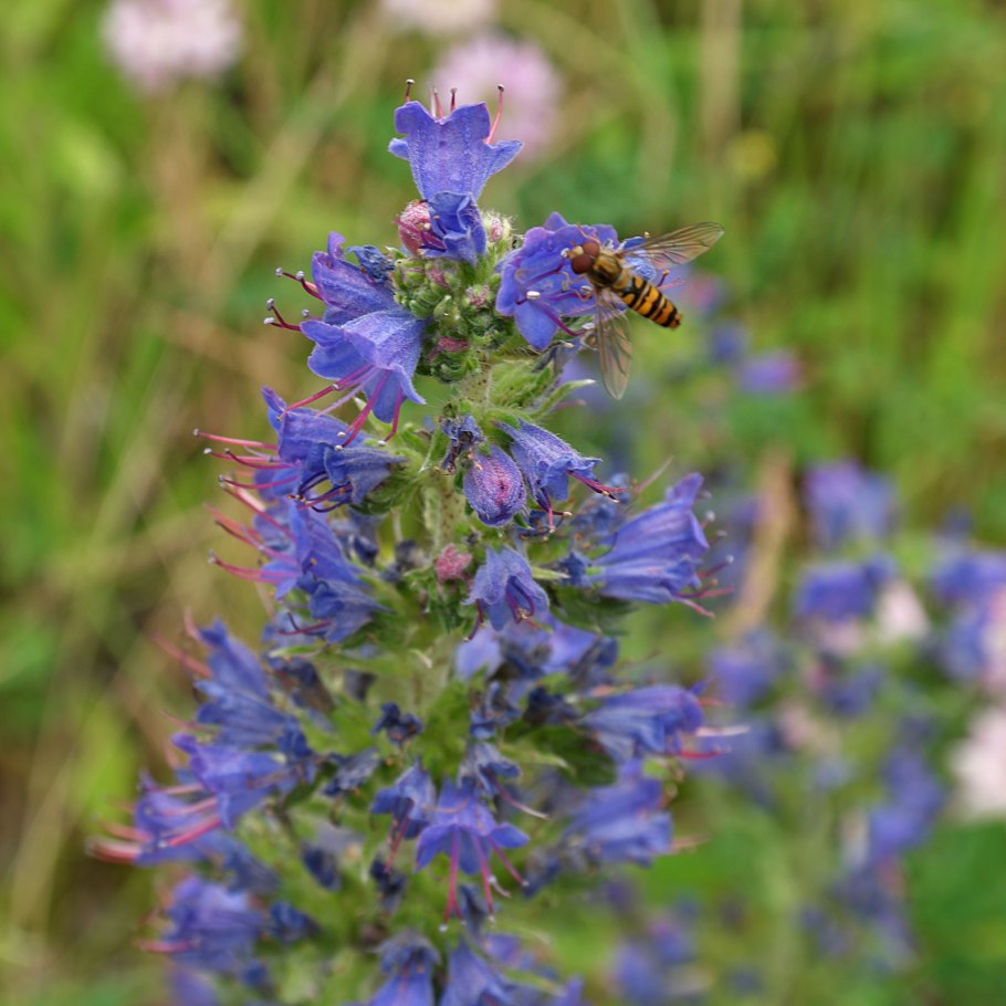 Схизонепета ( шизонепета)многонадрезная