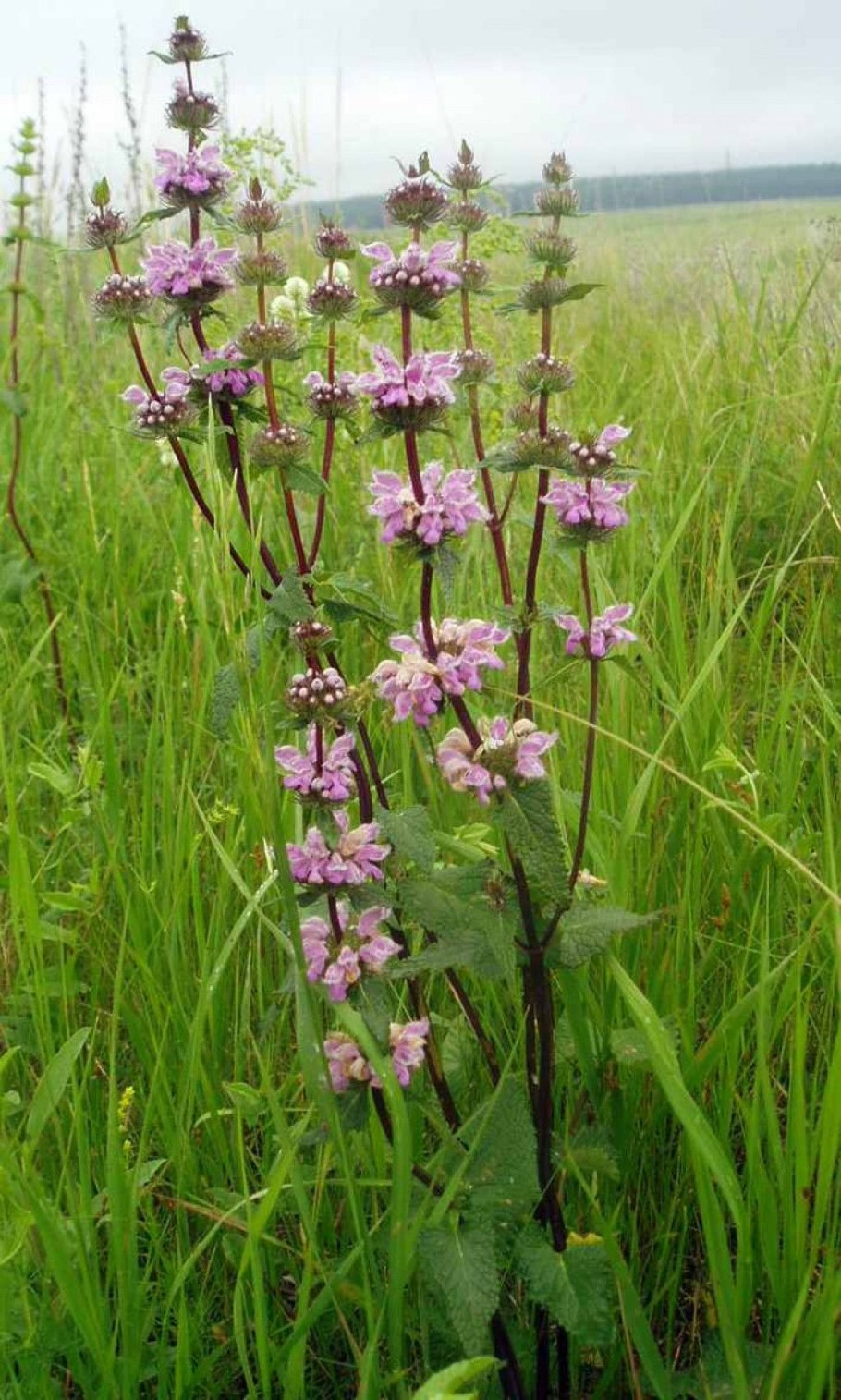 Змееголовник Рюйша