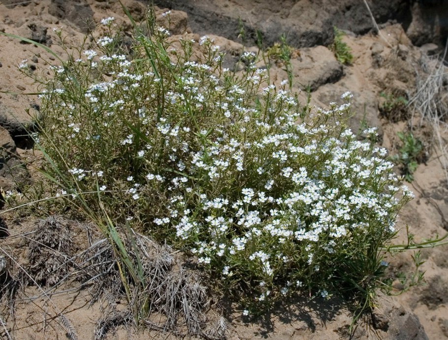 Лофант, многоколосник