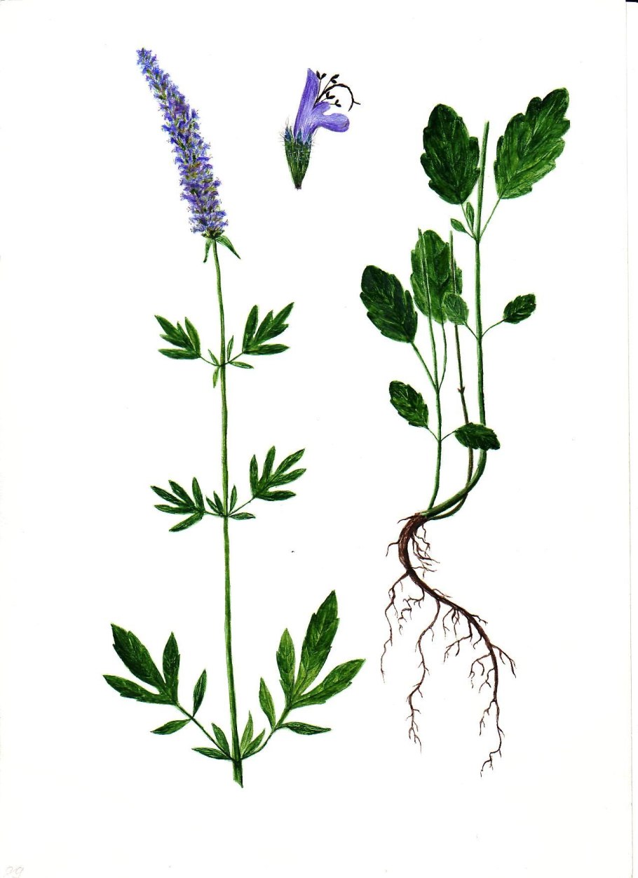 Schizonepeta multifida