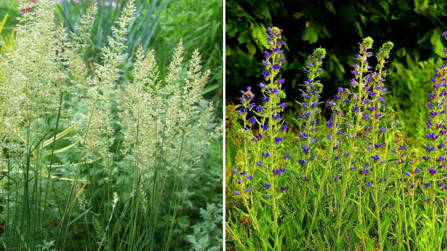 Степные травы смесь