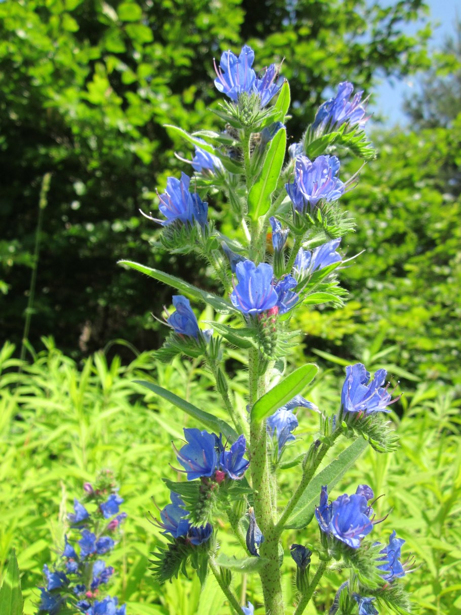 Зопник клубненосный Phlomis