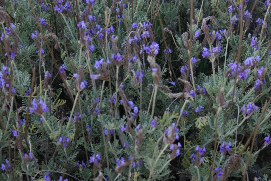 Lavandula multifida