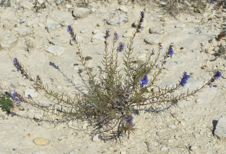 Схизонепета однолетняя