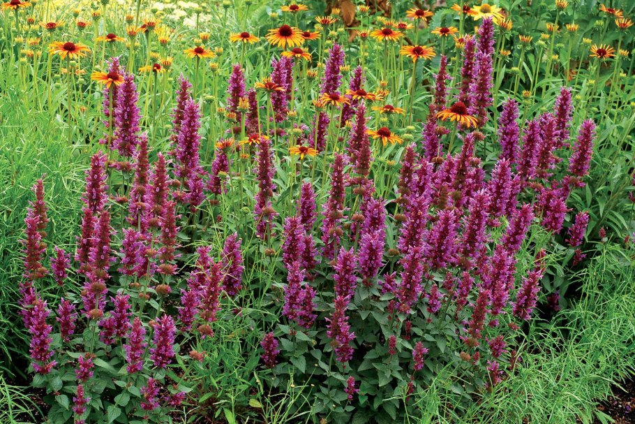 Лофант агастахе