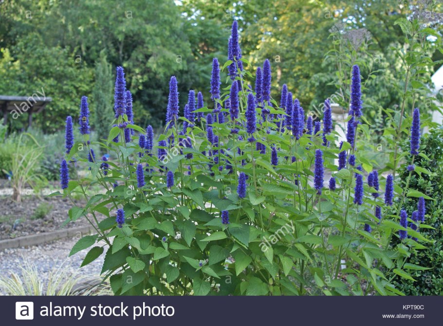 Схизонепета однолетняя