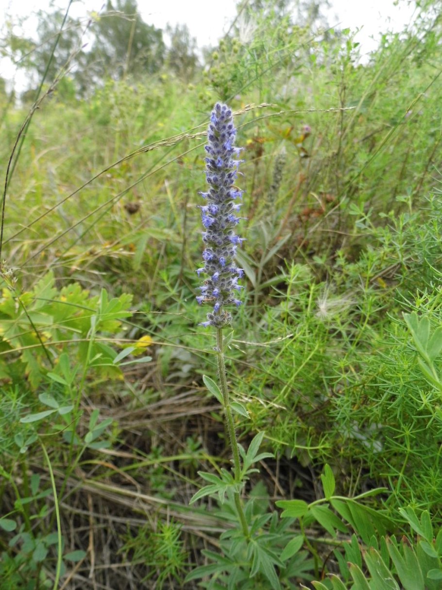 Schizonepeta multifida