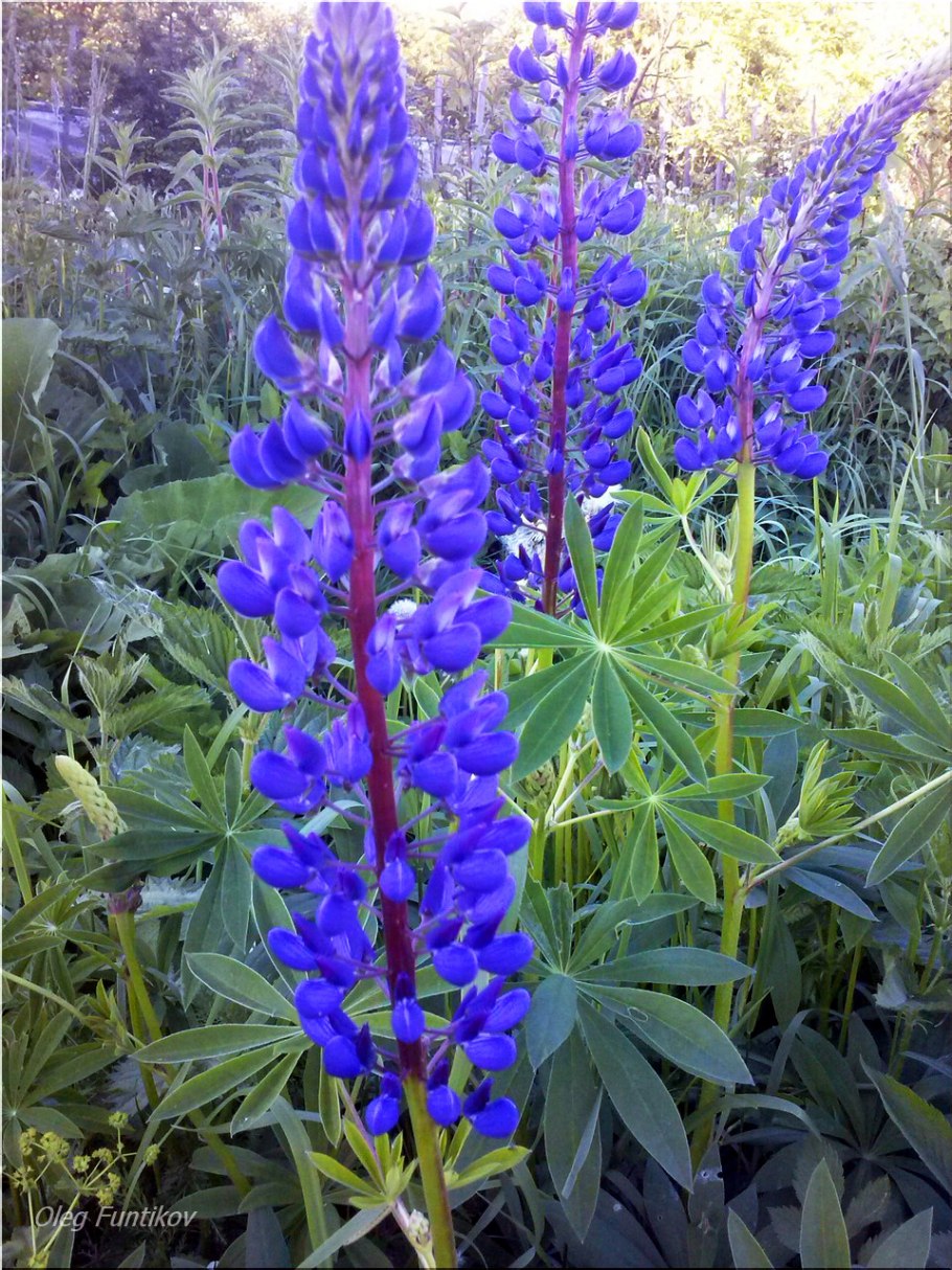 Шизонепета многонадрезанная рисунок