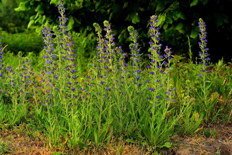 Вероника многонадрезанная