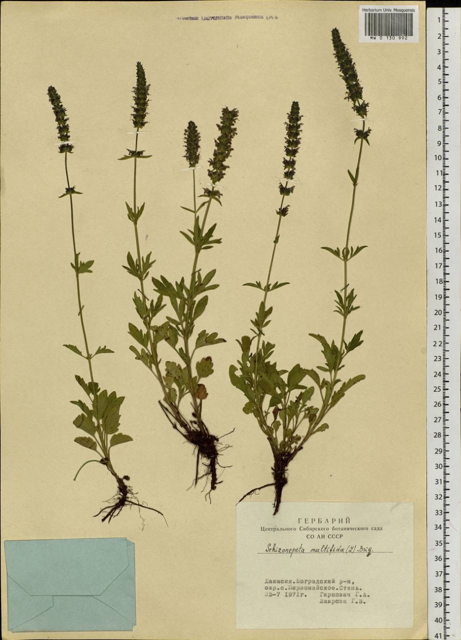 Схизонепета многонадрезная