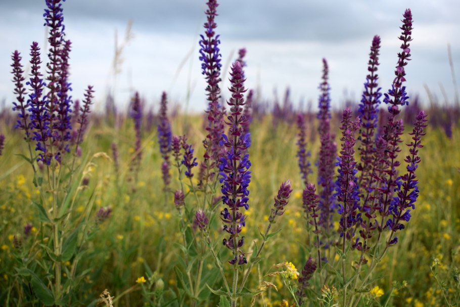 Шалфей прутьевидный Луговой