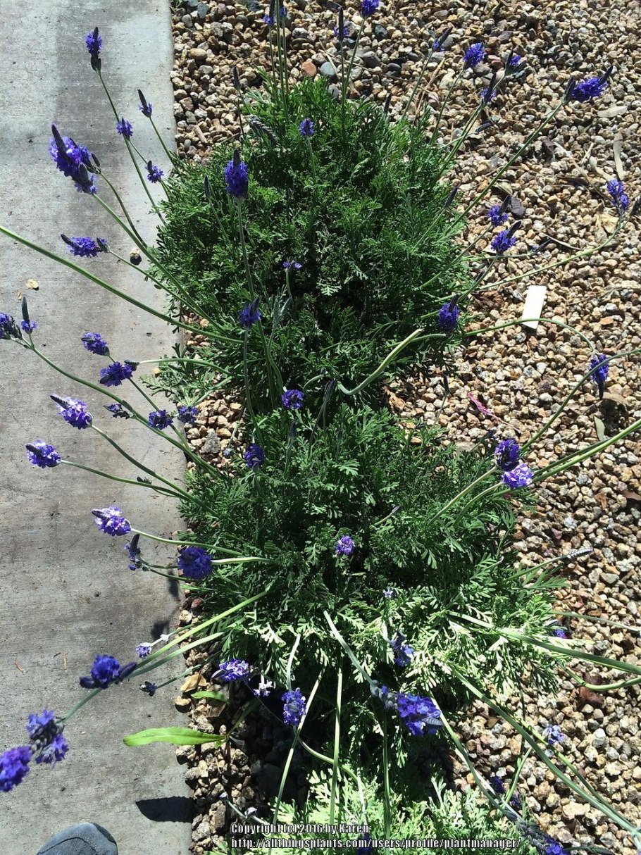 Lavandula multifida
