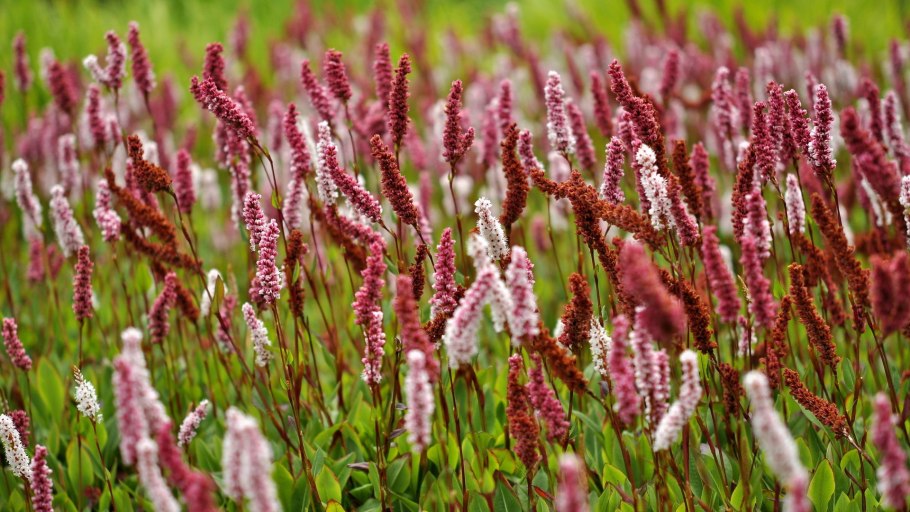 Горец Персикария