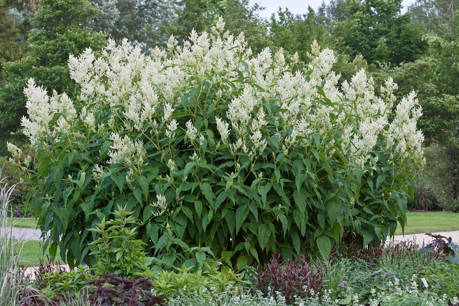 Горец (гречиха) Вейриха