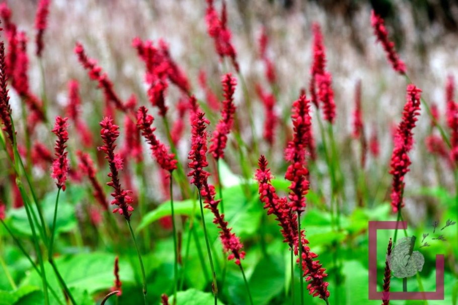 Горец стеблеобъемлющий Альба