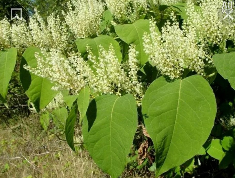 Горец змеиный (Polygonum bistorta)