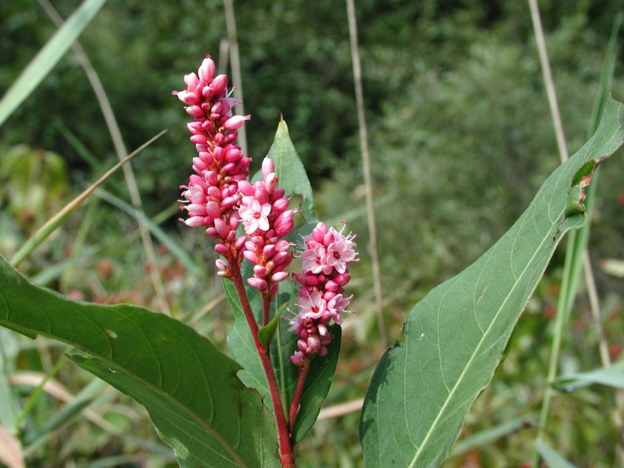 Горец красильный (Polygonum tinctorium)