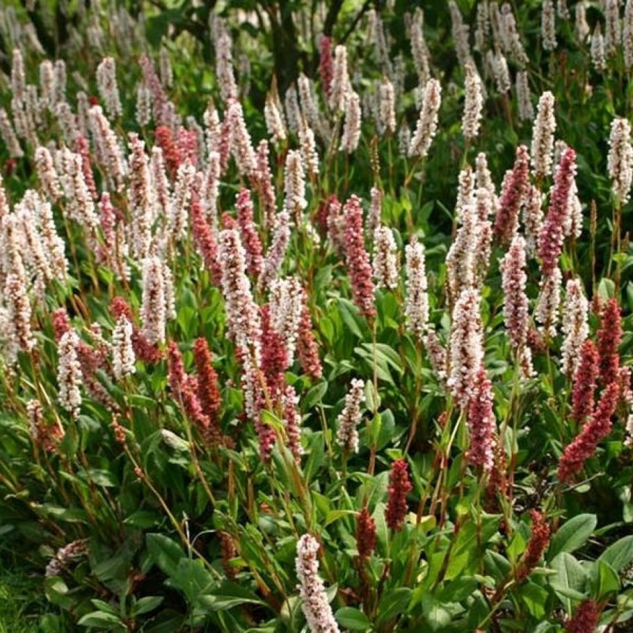 Горец Восточный, Персикария