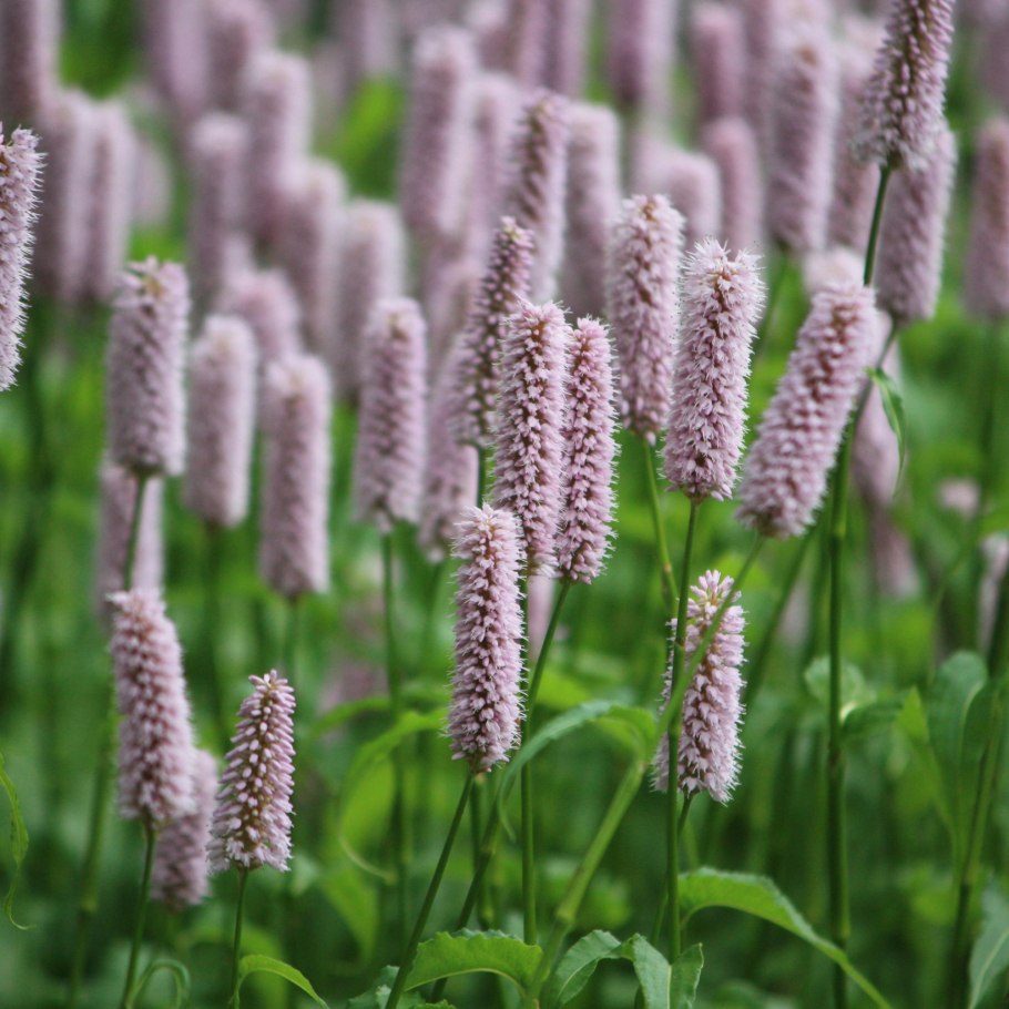 Горец стеблеобъемлющий (Persicaria amplexicaulis)