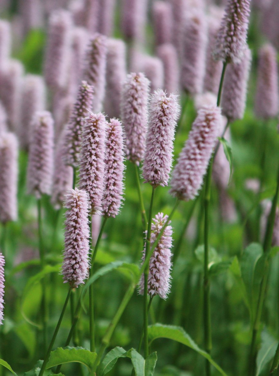 Персикария polymorpha