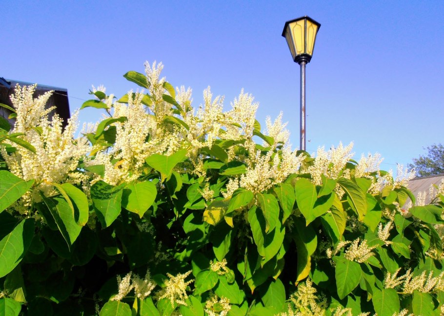 Горец японский (Polygonum cuspidatum)