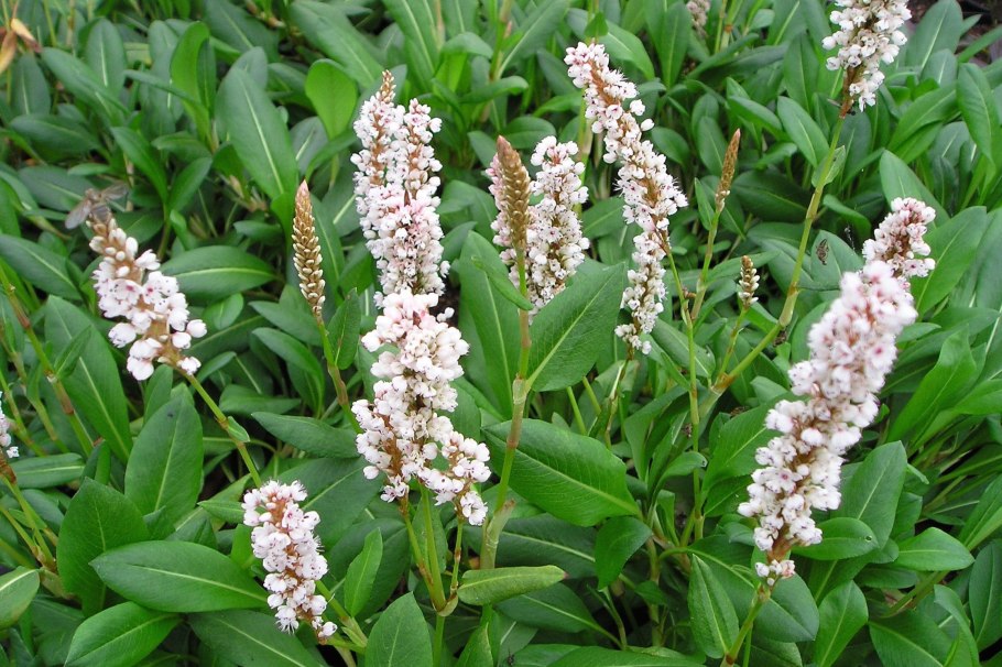 Горец родственный superba