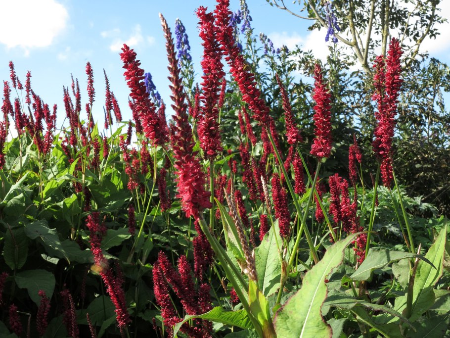Горец стеблеобъемлющий (Persicaria amplexicaulis)