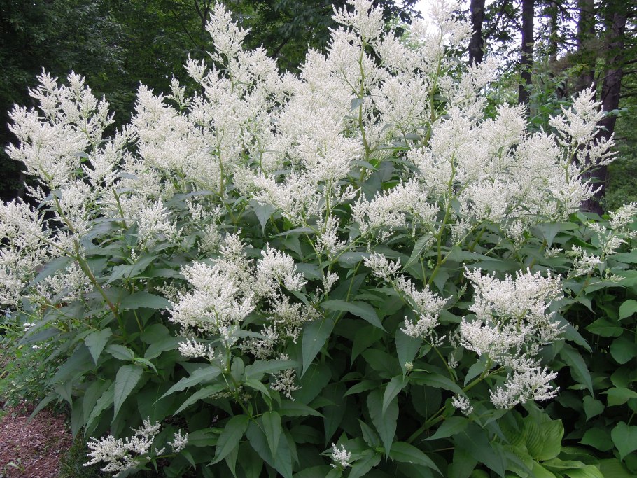 Горец изменчивый (Polygonum polymorpha)