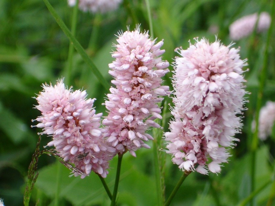 Persicaria bistorta