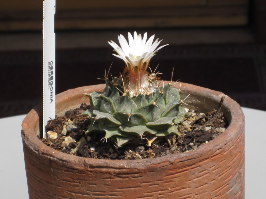 Геохинтония мексикана фото