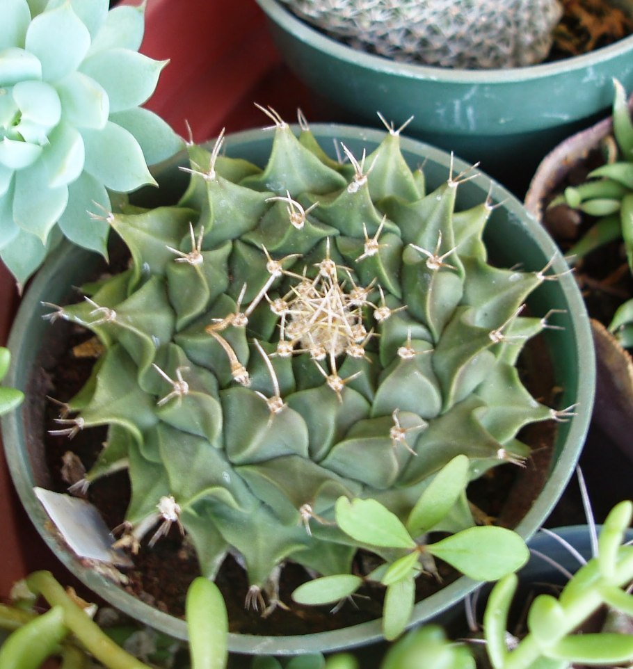 Обрегония Денегри Кактус