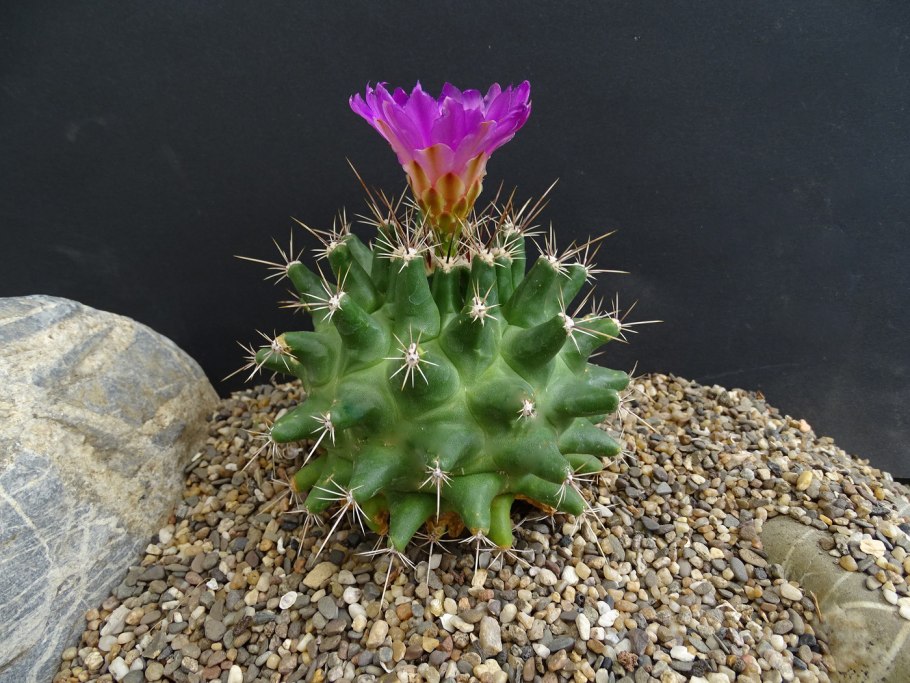 Обрегонии Кактус