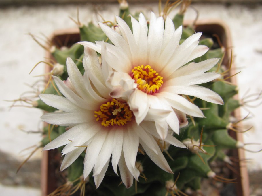 Обрегония Денегри