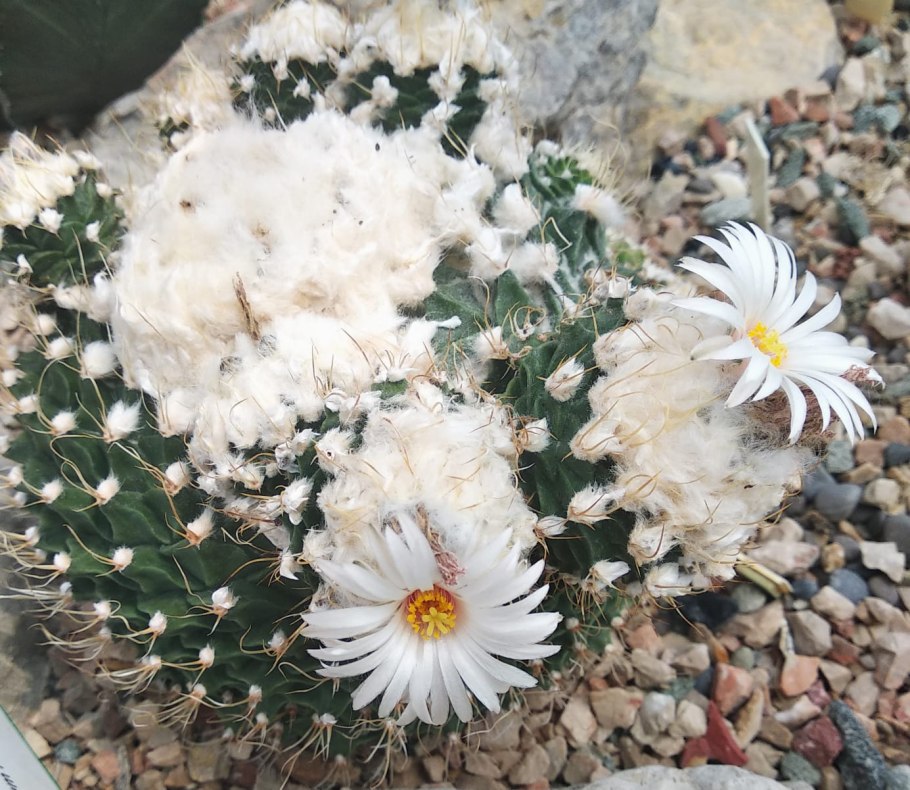 Obregonia denegrii всходы