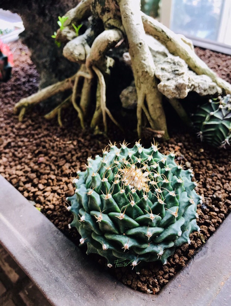 Pyrrhocactus multicolorispinus