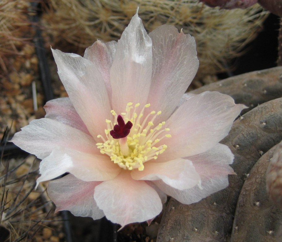 Turbinicarpus mombergeri